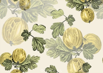 Tapeta Agrest Gooseberry Color