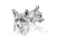 ONWALL-KOLEKCJA-SKETCH-TAPETA-MURAL-FOX-LYNX-LUKASZ-BOGDANOWICZ-PODGLAD.jpg