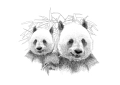 ONWALL-KOLEKCJA-SKETCH-TAPETA-MURAL-PANDA-LUKASZ-BOGDANOWICZ-PODGLAD.jpg