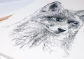 ONWALL-KOLEKCJA-SKETCH-OBRAZ-FOX-BLACK&WHITE-LUKASZ-BOGDANOWICZ-01-1023.jpg