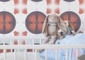 ONWALL-KOLEKCJA-KIDS-TAPETA-HOOPE-01-KIDS-LUKASZ-BOGDANOWICZ.jpg